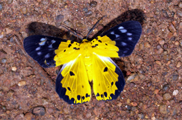Côn trùng